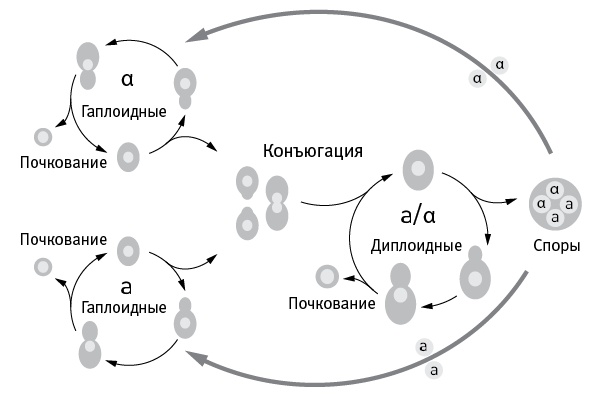 Перспективы отбора