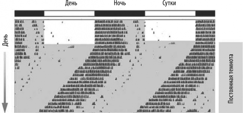 Мозг – повелитель времени