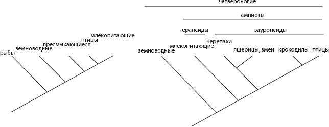 Мозг. Такой ли он особенный?