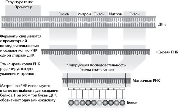 Эволюция. От Дарвина до современных теорий Эволюция. От Дарвина до современных теорий