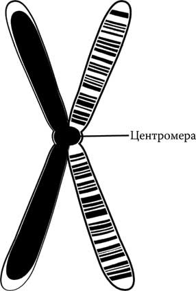 Твоя жизнь до рождения: тайны эволюции человека