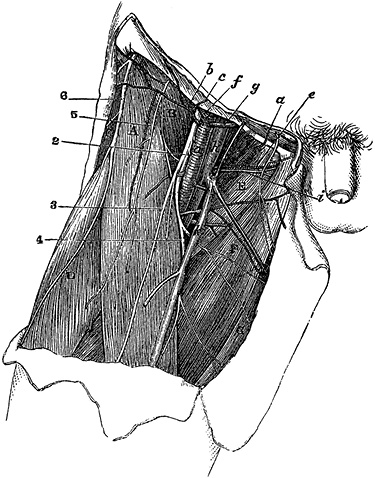 Не жилец! История медицины в увлекательных заметках