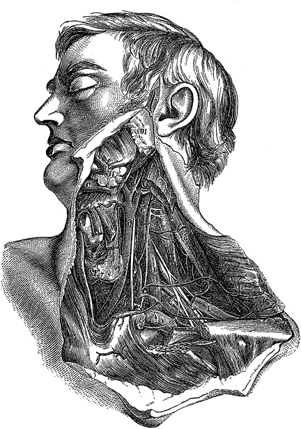 Не жилец! История медицины в увлекательных заметках