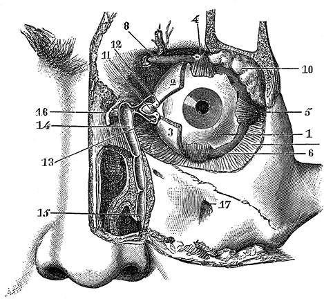 Не жилец! История медицины в увлекательных заметках
