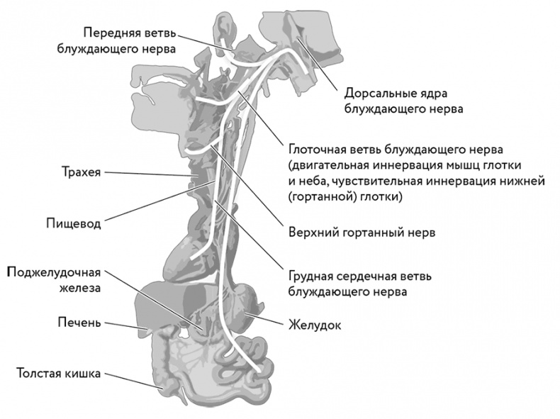 Тело помнит все Тело помнит все
