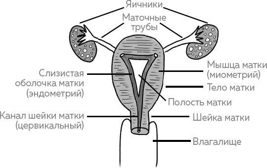 Ab Ovo. Путеводитель для будущих мам: об особенностях женской половой системы, зачатии и сохранении беременности
