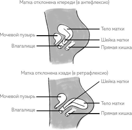Ab Ovo. Путеводитель для будущих мам: об особенностях женской половой системы, зачатии и сохранении беременности