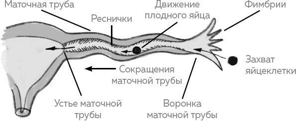 Ab Ovo. Путеводитель для будущих мам: об особенностях женской половой системы, зачатии и сохранении беременности
