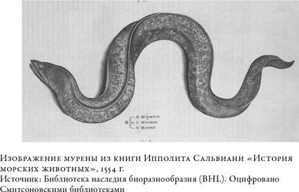О чём молчат рыбы. Путеводитель по жизни морских обитателей О чём молчат рыбы. Путеводитель по жизни морских обитателей