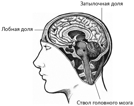 Нейрофитнес. Рекомендации нейрохирурга для улучшения работы мозга Нейрофитнес. Рекомендации нейрохирурга для улучшения работы мозга