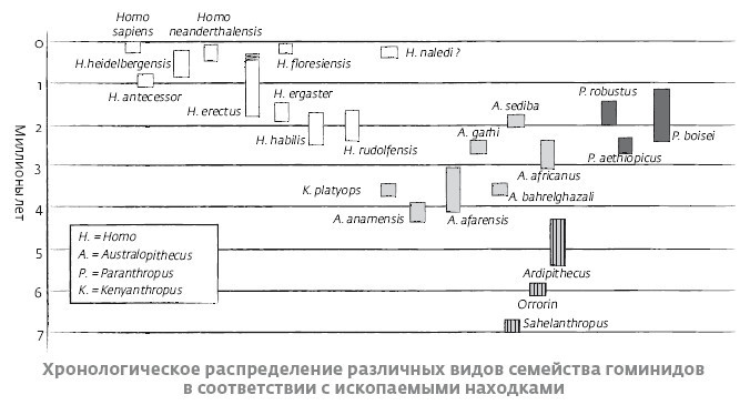 Сапиенс для пляжа: изучаем происхождение человека