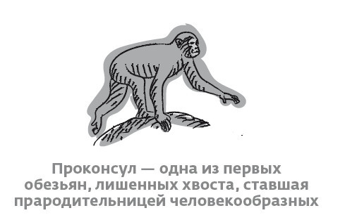 Сапиенс для пляжа: изучаем происхождение человека Сапиенс для пляжа: изучаем происхождение человека