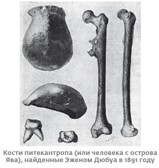 Сапиенс для пляжа: изучаем происхождение человека Сапиенс для пляжа: изучаем происхождение человека