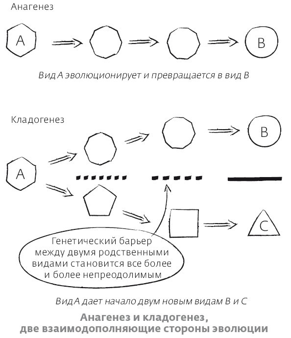 Сапиенс для пляжа: изучаем происхождение человека