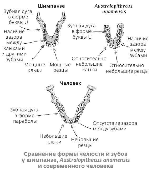 Сапиенс для пляжа: изучаем происхождение человека