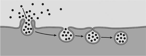 Иммунитет умнее мозга. Главная система нашего организма Иммунитет умнее мозга. Главная система нашего организма
