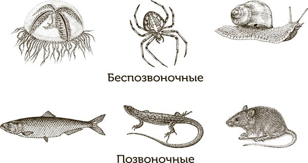 Увлекательная анатомия Увлекательная анатомия