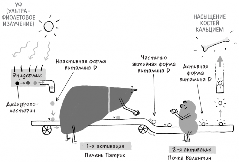 Необыкновенные способности почки. Как сберечь здоровье важнейших органов надолго Необыкновенные способности почки. Как сберечь здоровье важнейших органов надолго