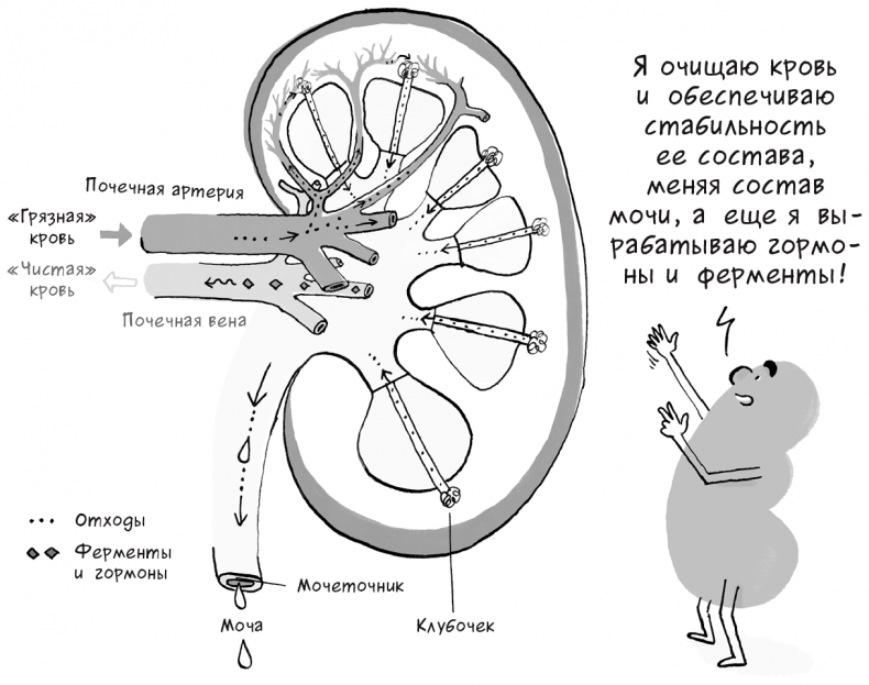 Необыкновенные способности почки. Как сберечь здоровье важнейших органов надолго Необыкновенные способности почки. Как сберечь здоровье важнейших органов надолго