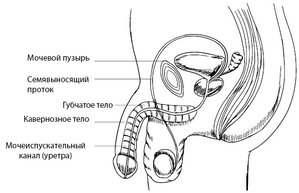 Penis. Гид по мужскому здоровью от врача-уролога