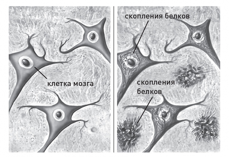 Кодекс долголетия. Что заставляет нас стареть, зачем это нужно и как «обмануть» эволюцию: пошаговое руководство Кодекс долголетия. Что заставляет нас стареть, зачем это нужно и как «обмануть» эволюцию: пошаговое руководство