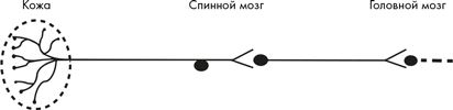 Как мы видим? Нейробиология зрительного восприятия
