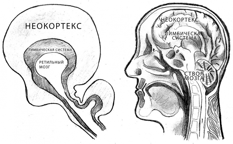Совершенный мозг Совершенный мозг