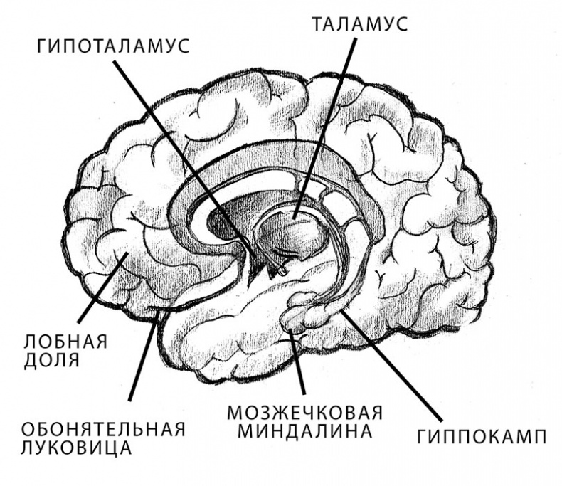 Совершенный мозг Совершенный мозг