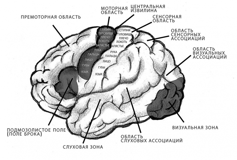 Совершенный мозг Совершенный мозг
