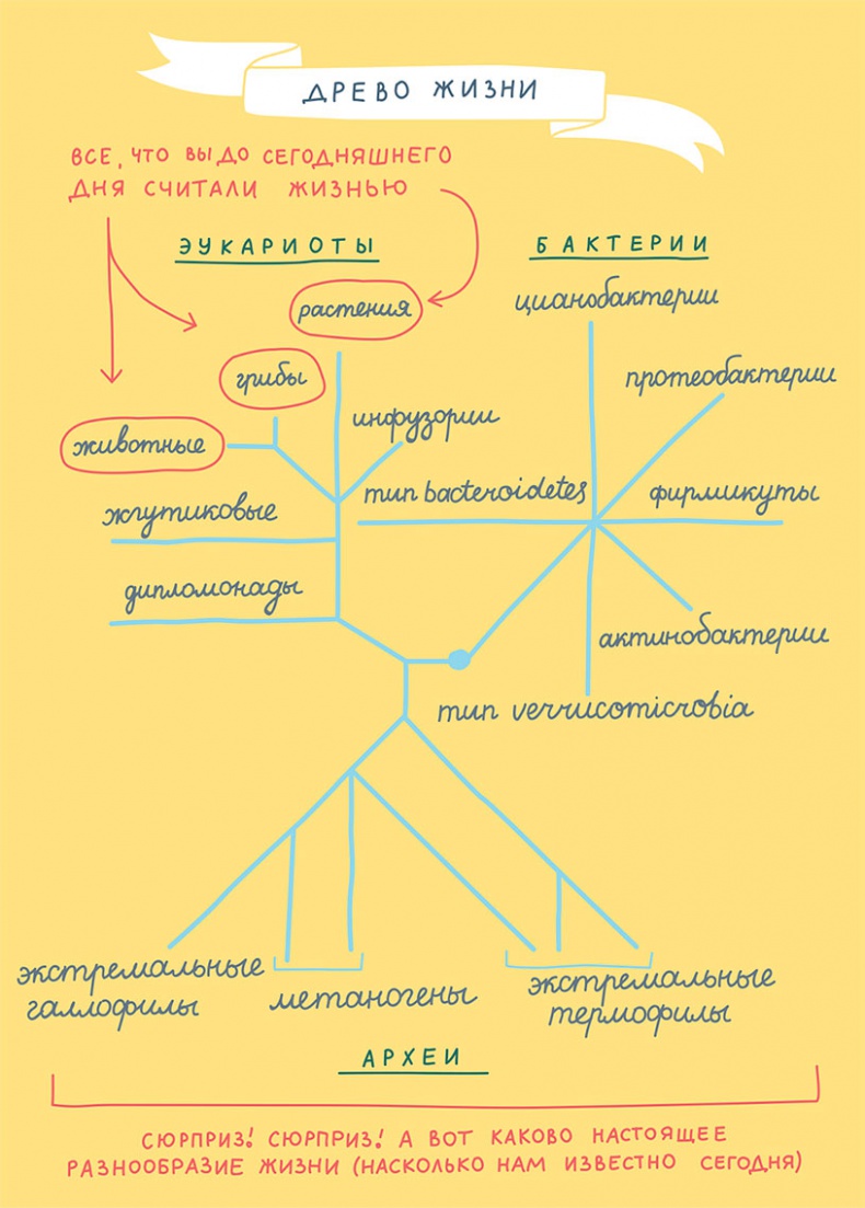Смотри, что у тебя внутри. Как микробы, живущие в нашем теле, определяют наше здоровье и нашу личность