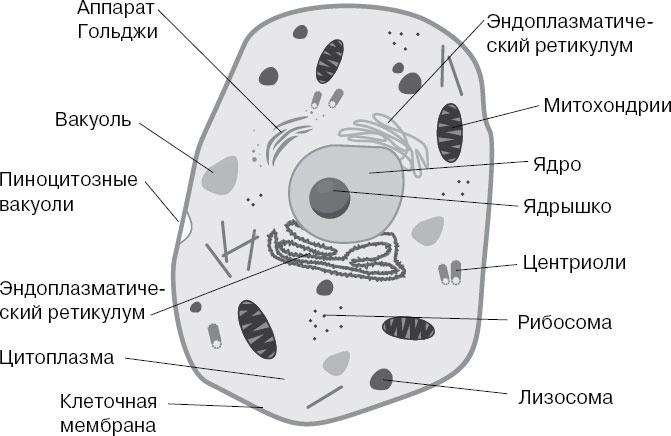 Анатомия на пальцах