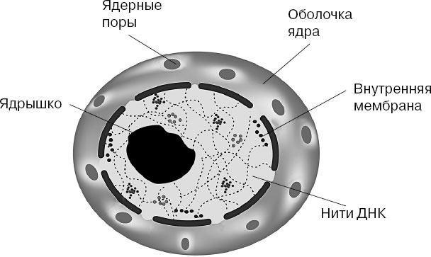 Анатомия на пальцах