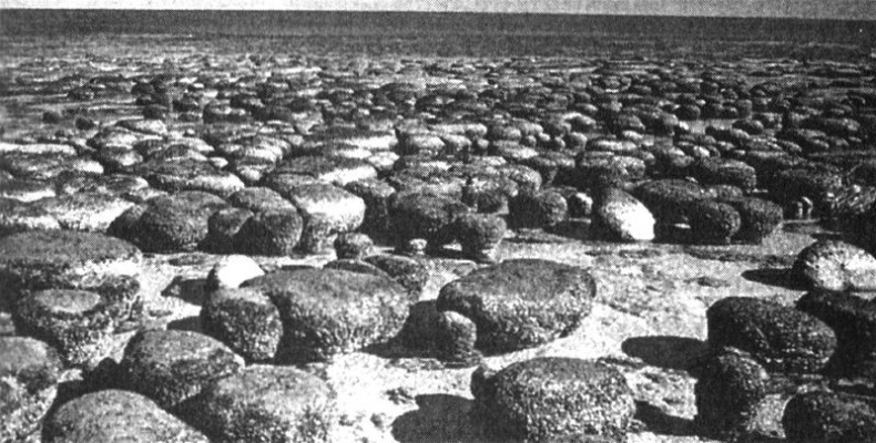 Отпечатки жизни. 25 шагов эволюции и вся история планеты Отпечатки жизни. 25 шагов эволюции и вся история планеты