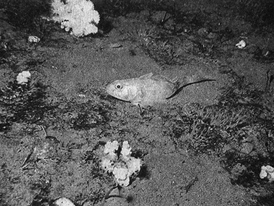 Приспособиться и выжить! ДНК как летопись эволюции