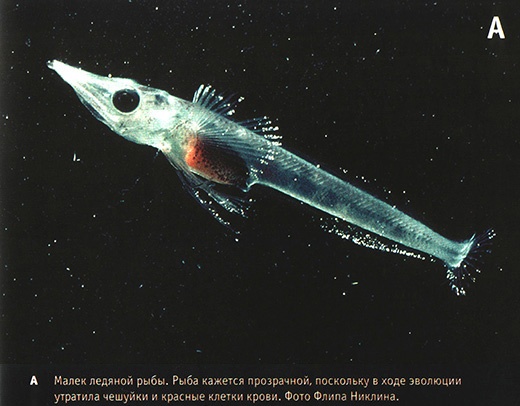 Приспособиться и выжить! ДНК как летопись эволюции