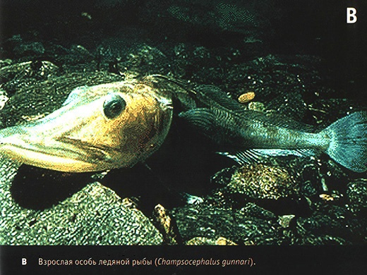 Приспособиться и выжить! ДНК как летопись эволюции