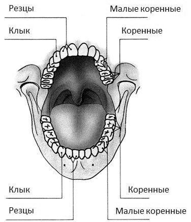 Дети вегетарианцы Дети вегетарианцы