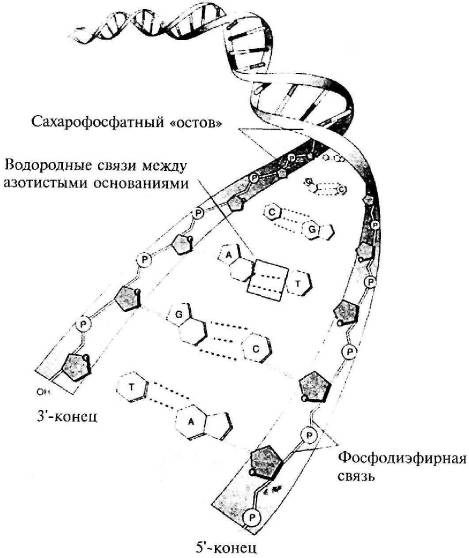 Пять нерешенных проблем науки Пять нерешенных проблем науки
