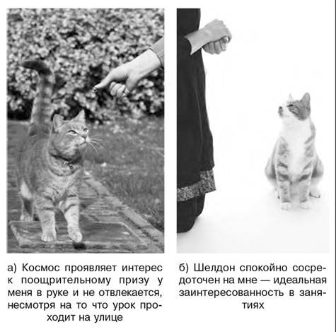 Как воспитать вашу кошку Как воспитать вашу кошку