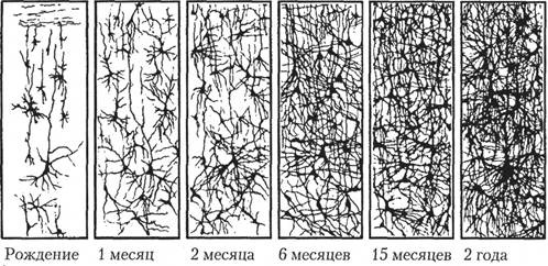 Когнитивная психология Когнитивная психология
