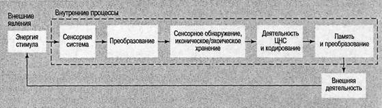 Когнитивная психология Когнитивная психология