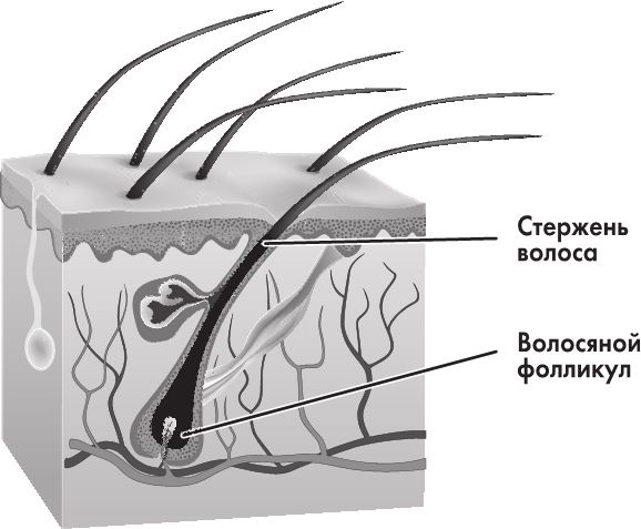 Кожа: мифы и правда о самом большом органе