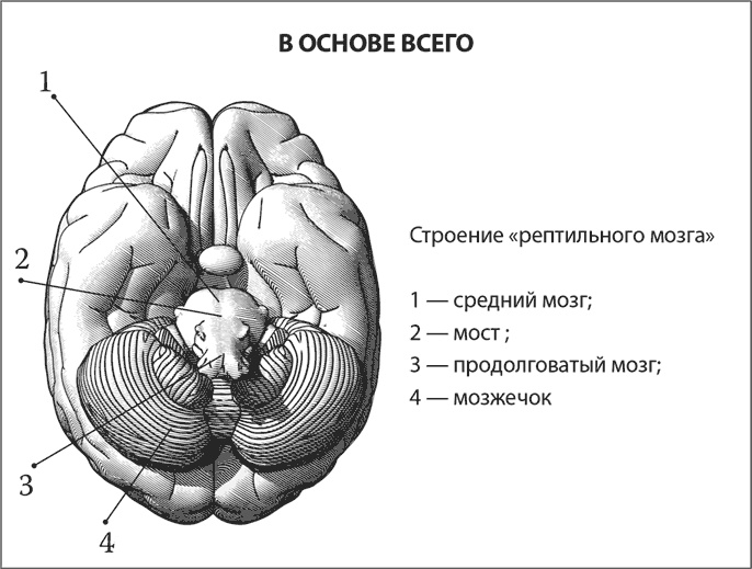 Мозг. Инструкция пользователя